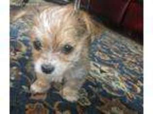 Yorkshire Terrier Puppy for sale in Washington, DC, USA