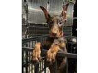 Doberman Pinscher Puppy for sale in Ocala, FL, USA