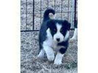 Border Collie Puppy for sale in San Marcos, TX, USA