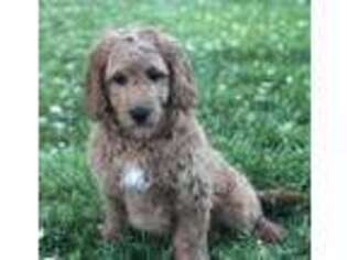 Goldendoodle Puppy for sale in Saint Thomas, PA, USA