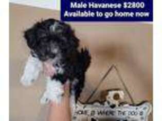 Havanese Puppy for sale in Tucson, AZ, USA