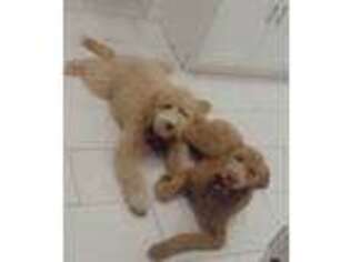 Goldendoodle Puppy for sale in Paterson, NJ, USA