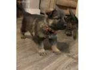 German Shepherd Dog Puppy for sale in Mount Pleasant, UT, USA