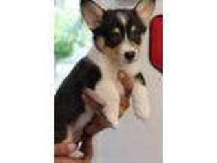 Pembroke Welsh Corgi Puppy for sale in Boise City, OK, USA