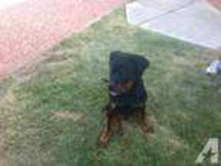 Rottweiler Puppy for sale in HENDERSON, NV, USA