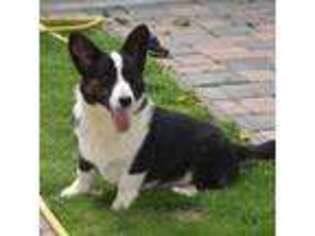 Cardigan Welsh Corgi Puppy for sale in Tampa, FL, USA