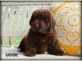 Newfoundland Puppy for sale in Port Trevorton, PA, USA