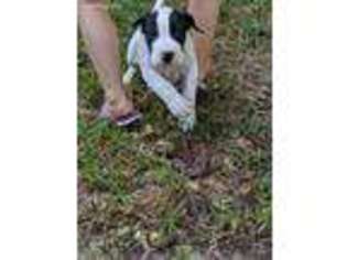 Great Dane Puppy for sale in Splendora, TX, USA