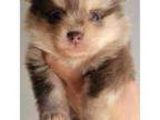 Pomeranian Puppy for sale in Olivia, MN, USA