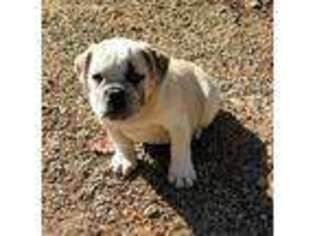 Olde English Bulldogge Puppy for sale in Greensboro, NC, USA
