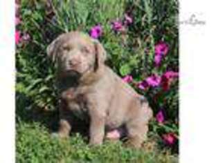 Labrador Retriever Puppy for sale in Harrisburg, PA, USA