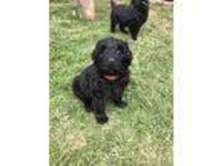 Black Russian Terrier Puppy for sale in Los Angeles, CA, USA