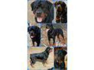 Rottweiler Puppy for sale in Alturas, CA, USA