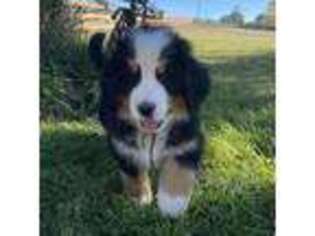 Bernese Mountain Dog Puppy for sale in Parker, CO, USA