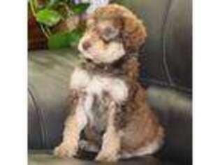 Mutt Puppy for sale in Lindale, TX, USA