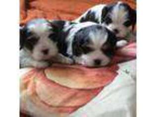 Cavalier King Charles Spaniel Puppy for sale in Hickory, NC, USA