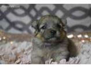 Mutt Puppy for sale in Browning, MO, USA