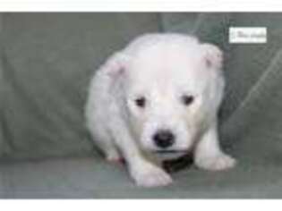 Mutt Puppy for sale in Ames, IA, USA