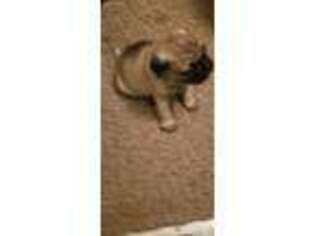 Pug Puppy for sale in Oxford, OH, USA