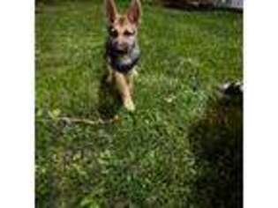 German Shepherd Dog Puppy for sale in Newburgh, NY, USA