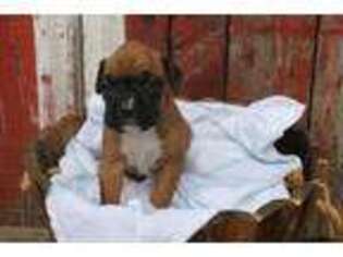 Boxer Puppy for sale in Salisbury, PA, USA