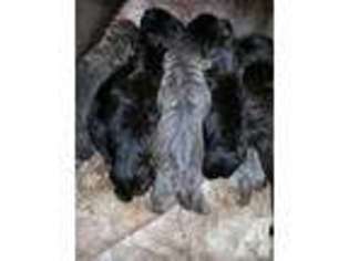 Cane Corso Puppy for sale in BRADLEY, SC, USA