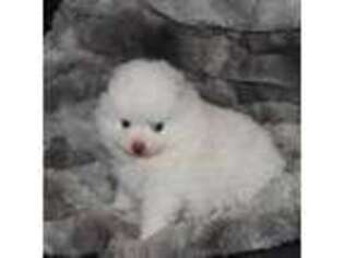 Pomeranian Puppy for sale in Mountain Grove, MO, USA