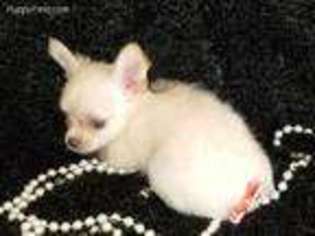 Chihuahua Puppy for sale in Barnett, MO, USA