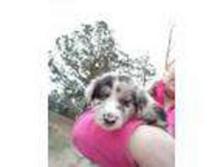 Border Collie Puppy for sale in Coats, NC, USA