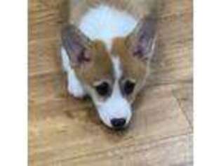 Pembroke Welsh Corgi Puppy for sale in Columbus, OH, USA