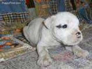 Olde English Bulldogge Puppy for sale in Tyrone, PA, USA