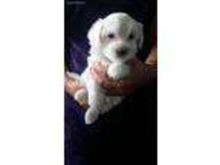 Coton de Tulear Puppy for sale in Axtell, TX, USA