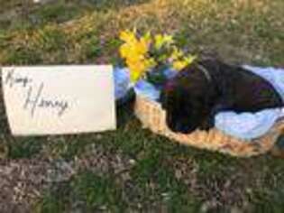 Mastiff Puppy for sale in Mcdonough, GA, USA