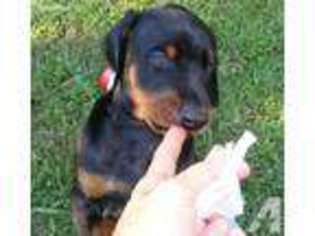 Doberman Pinscher Puppy for sale in RICHMOND, VA, USA