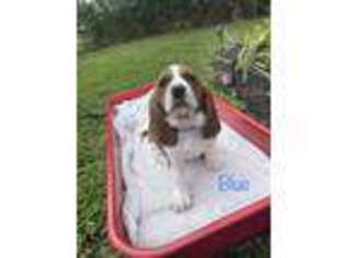 Basset Hound Puppy for sale in Jacksonville, FL, USA