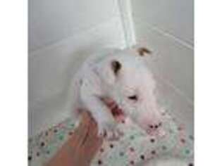 Bull Terrier Puppy for sale in Bryan, OH, USA