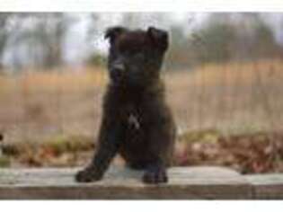 German Shepherd Dog Puppy for sale in Salem, MO, USA
