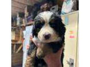 Bernese Mountain Dog Puppy for sale in Sackets Harbor, NY, USA
