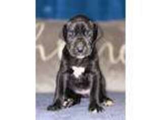 Great Dane Puppy for sale in Hesperia, CA, USA