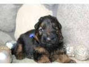 German Shepherd Dog Puppy for sale in Cody, WY, USA