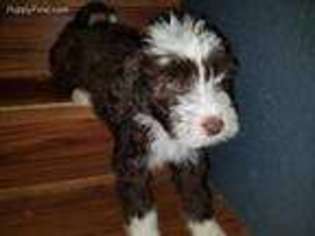 Portuguese Water Dog Puppy for sale in Loveland, CO, USA