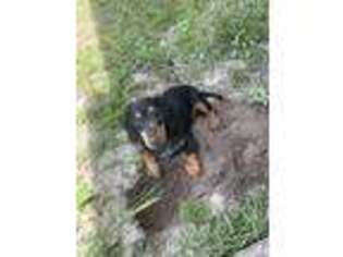 Dachshund Puppy for sale in Lake Park, GA, USA