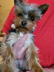 Yorkshire Terrier Puppy for sale in Omaha, NE, USA