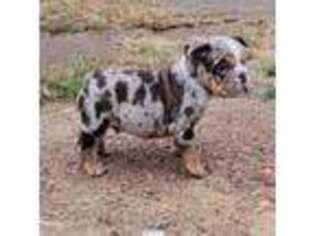 Bulldog Puppy for sale in Hope Hull, AL, USA
