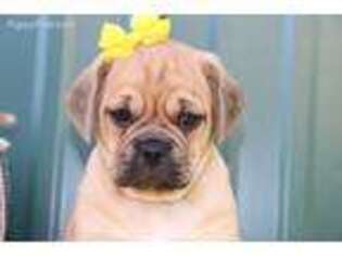 Puggle Puppy for sale in Bremen, IN, USA