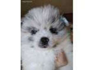 Pomeranian Puppy for sale in Lawrence, KS, USA