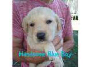 Labrador Retriever Puppy for sale in Pierce City, MO, USA