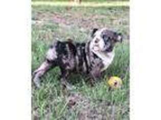 Bulldog Puppy for sale in Corsicana, TX, USA