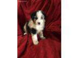 Australian Shepherd Puppy for sale in Eaton, IN, USA