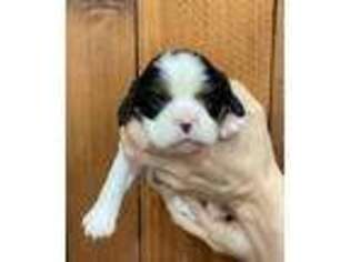 Cavalier King Charles Spaniel Puppy for sale in El Campo, TX, USA